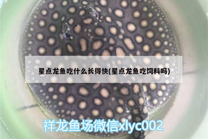 星点龙鱼吃什么长得快(星点龙鱼吃饲料吗) 广州观赏鱼鱼苗批发市场