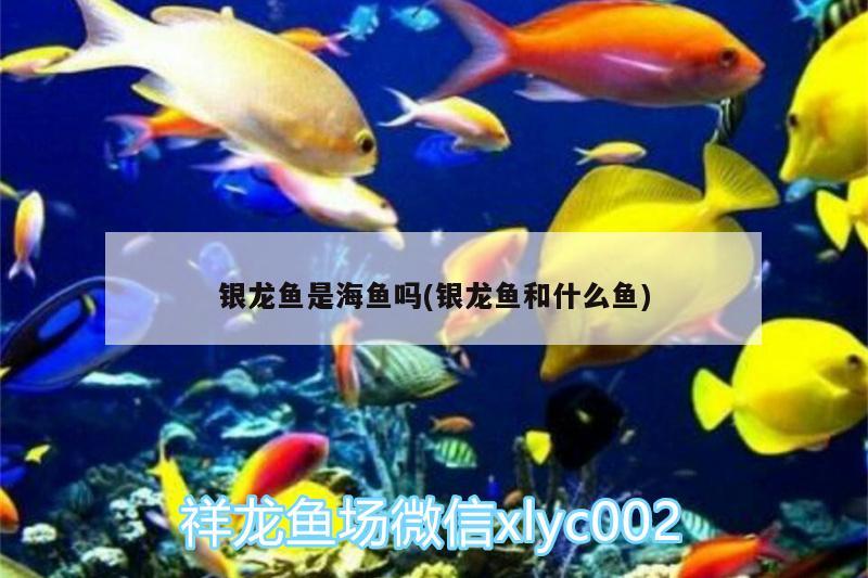 银龙鱼是海鱼吗(银龙鱼和什么鱼) 银龙鱼