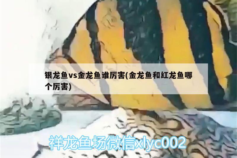 银龙鱼vs金龙鱼谁厉害(金龙鱼和红龙鱼哪个厉害) 银龙鱼