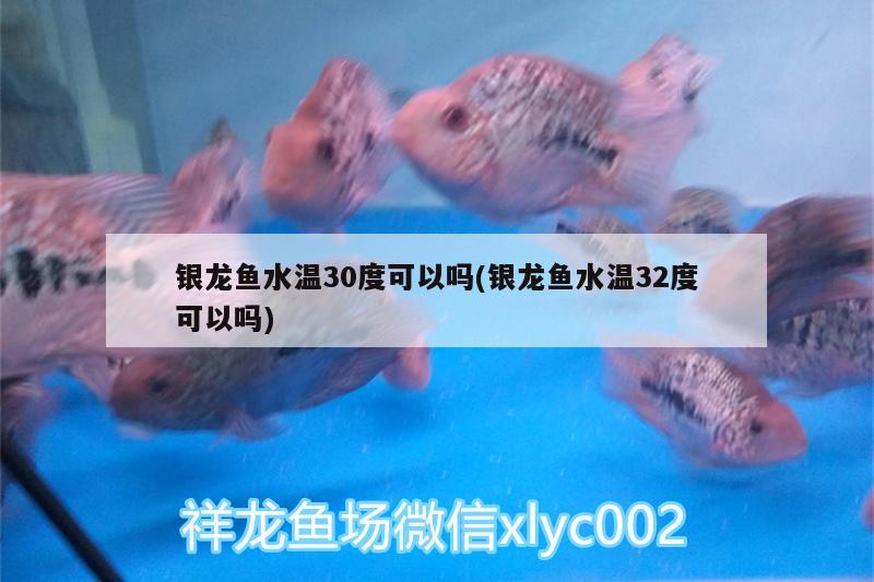 银龙鱼水温30度可以吗(银龙鱼水温32度可以吗)