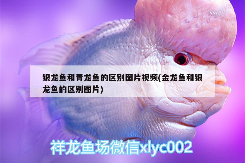 银龙鱼和青龙鱼的区别图片视频(金龙鱼和银龙鱼的区别图片) 青龙鱼
