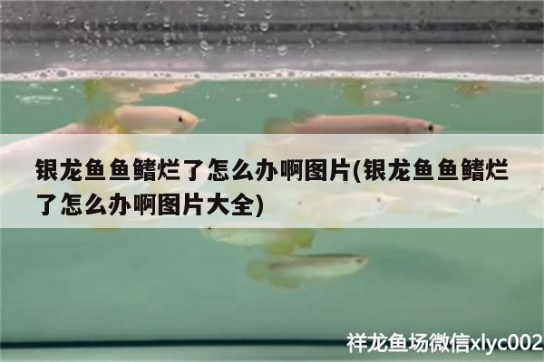 银龙鱼鱼鳍烂了怎么办啊图片(银龙鱼鱼鳍烂了怎么办啊图片大全) 银龙鱼