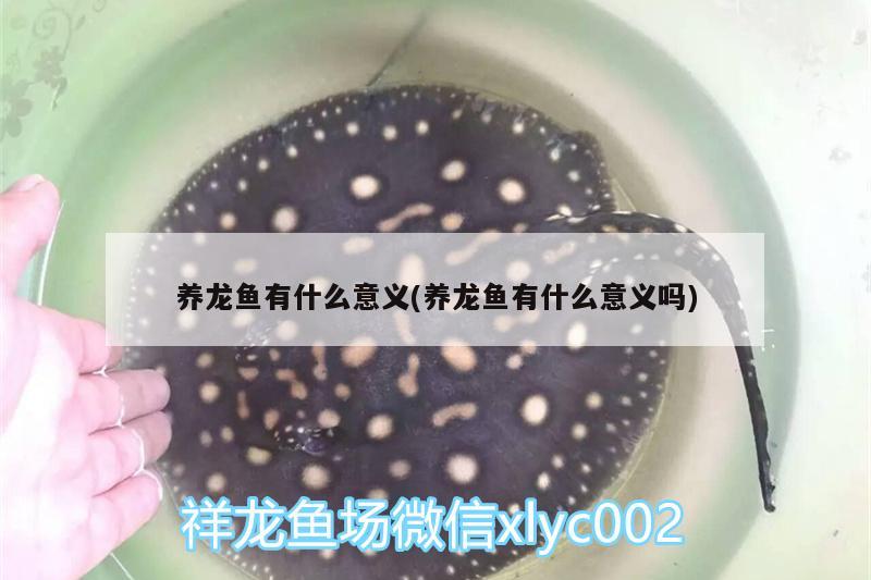 养龙鱼有什么意义(养龙鱼有什么意义吗) 纯血皇冠黑白魟鱼