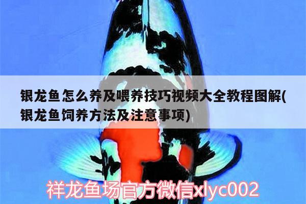 银龙鱼怎么养及喂养技巧视频大全教程图解(银龙鱼饲养方法及注意事项) 银龙鱼