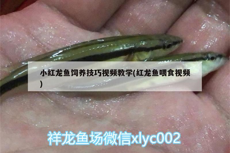 小红龙鱼饲养技巧视频教学(红龙鱼喂食视频)