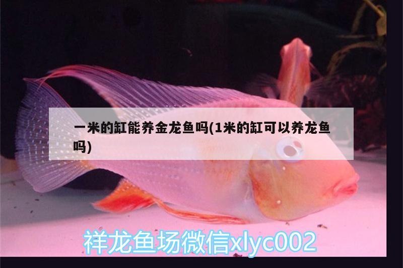 一米的缸能养金龙鱼吗(1米的缸可以养龙鱼吗) 玫瑰银版鱼