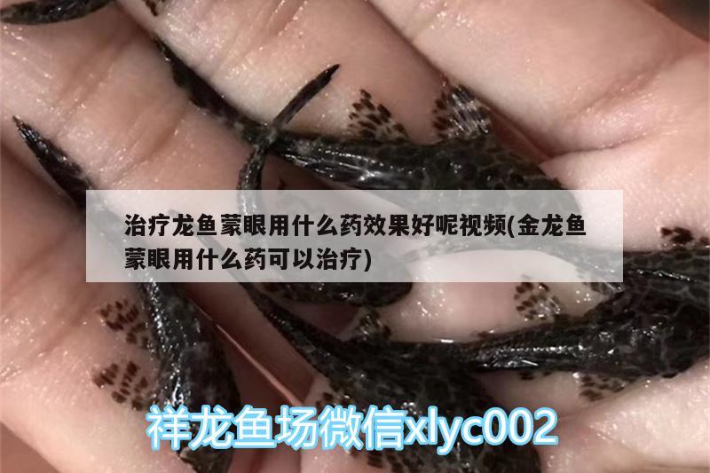 治疗龙鱼蒙眼用什么药效果好呢视频(金龙鱼蒙眼用什么药可以治疗)