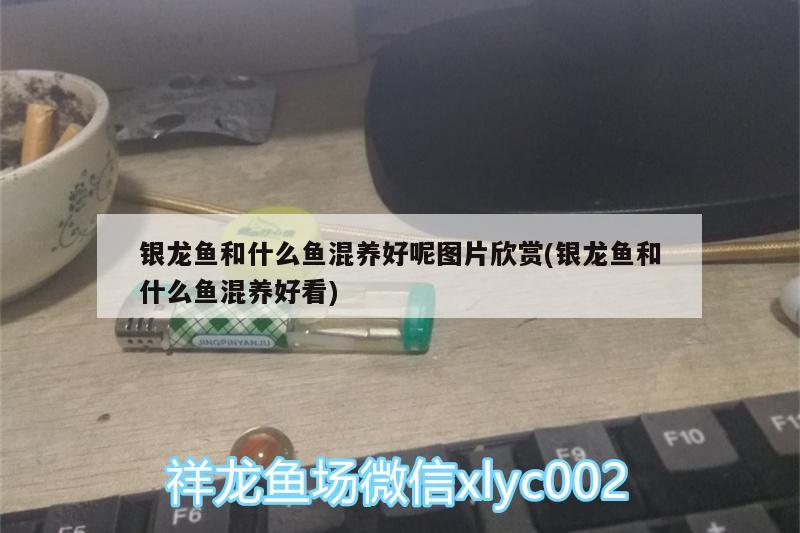 银龙鱼和什么鱼混养好呢图片欣赏(银龙鱼和什么鱼混养好看) 银龙鱼