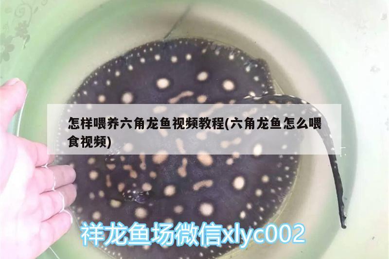 怎样喂养六角龙鱼视频教程(六角龙鱼怎么喂食视频) 财神鹦鹉鱼