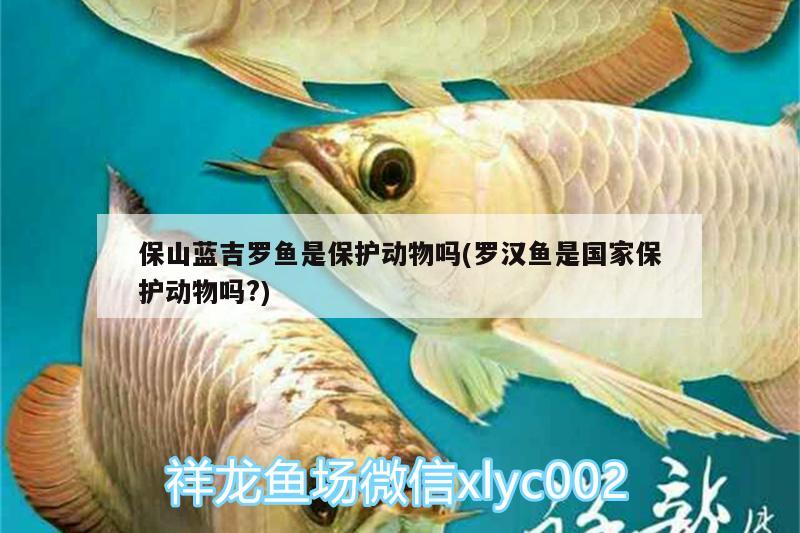 保山蓝吉罗鱼是保护动物吗(罗汉鱼是国家保护动物吗?)