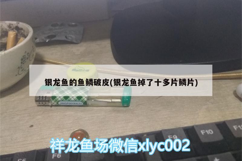 银龙鱼的鱼鳞破皮(银龙鱼掉了十多片鳞片)