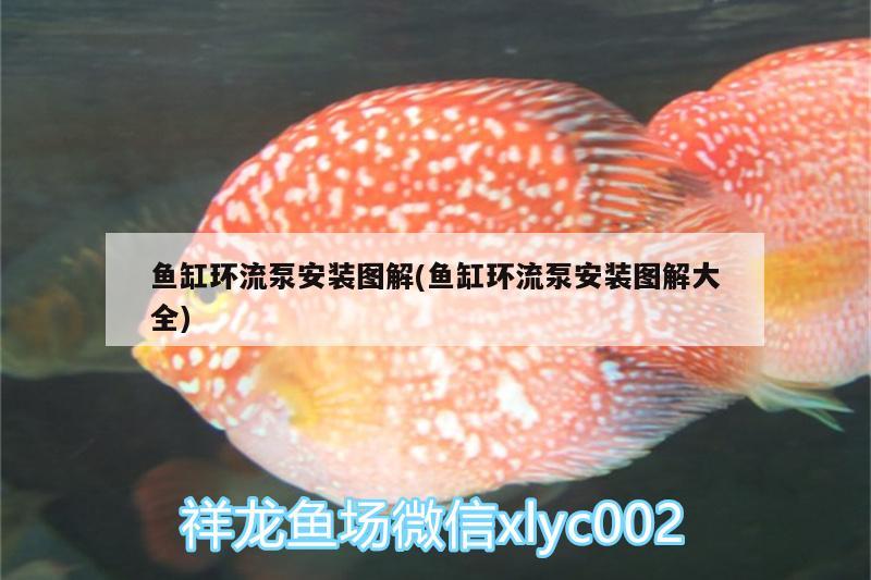 鱼缸环流泵安装图解(鱼缸环流泵安装图解大全) 非洲金鼓鱼