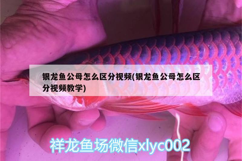 银龙鱼公母怎么区分视频(银龙鱼公母怎么区分视频教学) 银龙鱼