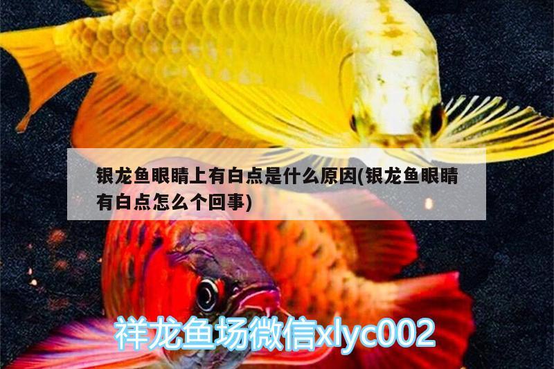 银龙鱼眼睛上有白点是什么原因(银龙鱼眼睛有白点怎么个回事)