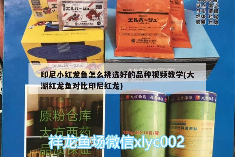 印尼小红龙鱼怎么挑选好的品种视频教学(大湖红龙鱼对比印尼红龙) 大湖红龙鱼