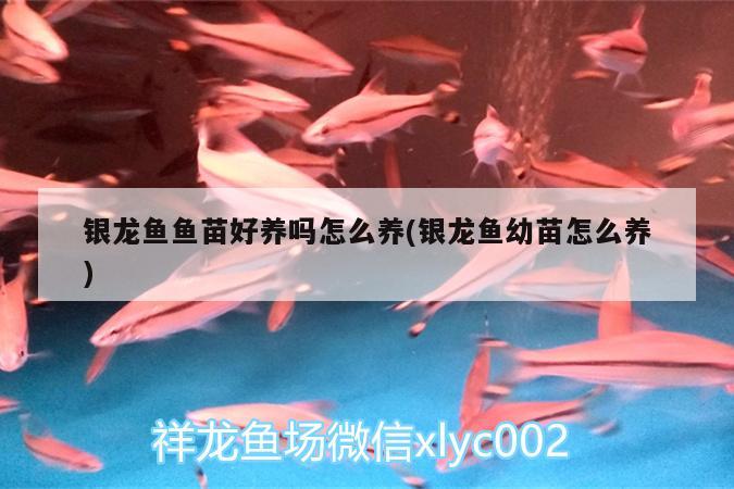 银龙鱼鱼苗好养吗怎么养(银龙鱼幼苗怎么养) 银龙鱼 第2张