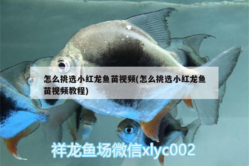 怎么挑选小红龙鱼苗视频(怎么挑选小红龙鱼苗视频教程) 鱼缸水泵