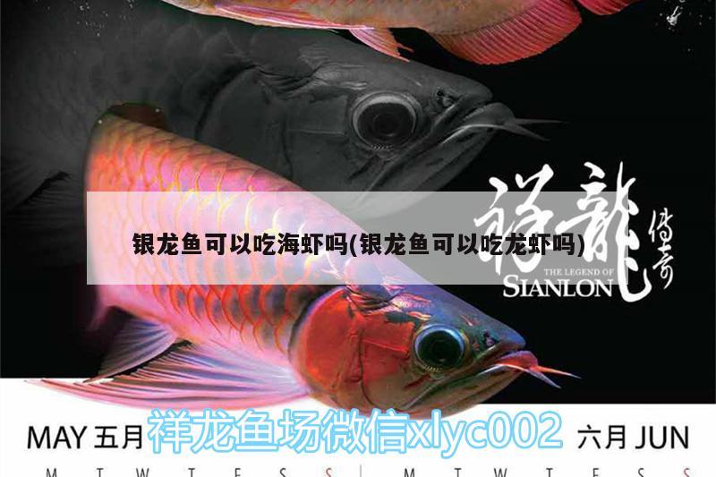 银龙鱼可以吃海虾吗(银龙鱼可以吃龙虾吗)