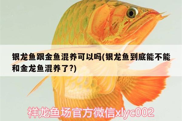 银龙鱼跟金鱼混养可以吗(银龙鱼到底能不能和金龙鱼混养了?)