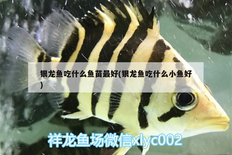 银龙鱼吃什么鱼苗最好(银龙鱼吃什么小鱼好)