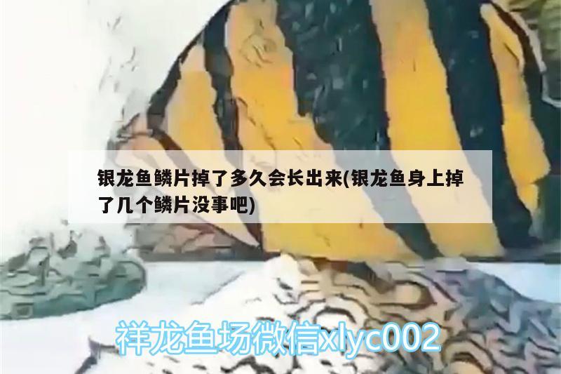 银龙鱼鳞片掉了多久会长出来(银龙鱼身上掉了几个鳞片没事吧) 银龙鱼