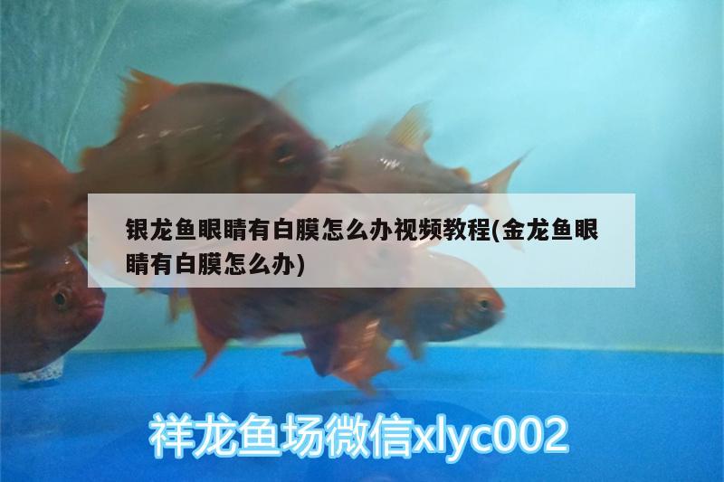 银龙鱼眼睛有白膜怎么办视频教程(金龙鱼眼睛有白膜怎么办)