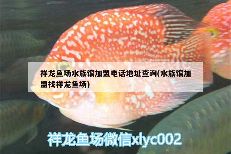 祥龙鱼场水族馆加盟电话地址查询(水族馆加盟找祥龙鱼场)