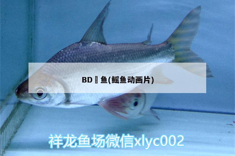 BD魟鱼(鳐鱼动画片) BD魟鱼