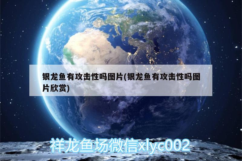 银龙鱼有攻击性吗图片(银龙鱼有攻击性吗图片欣赏)