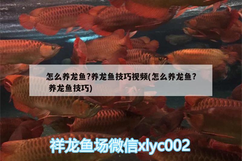 怎么养龙鱼?养龙鱼技巧视频(怎么养龙鱼?养龙鱼技巧)