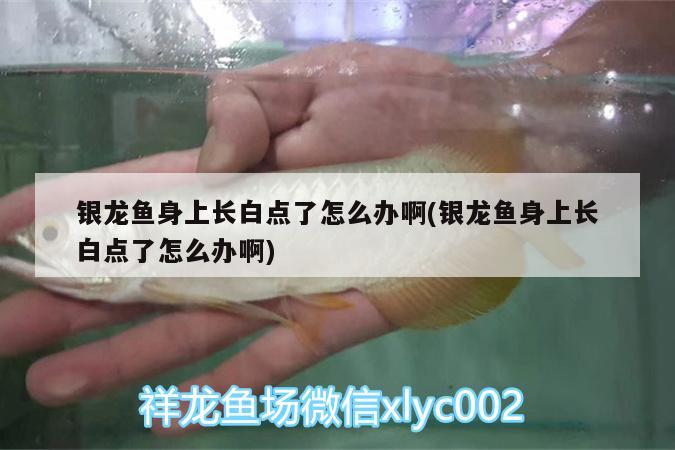 银龙鱼身上长白点了怎么办啊(银龙鱼身上长白点了怎么办啊)