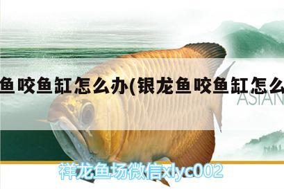 银龙鱼咬鱼缸怎么办(银龙鱼咬鱼缸怎么办视频)