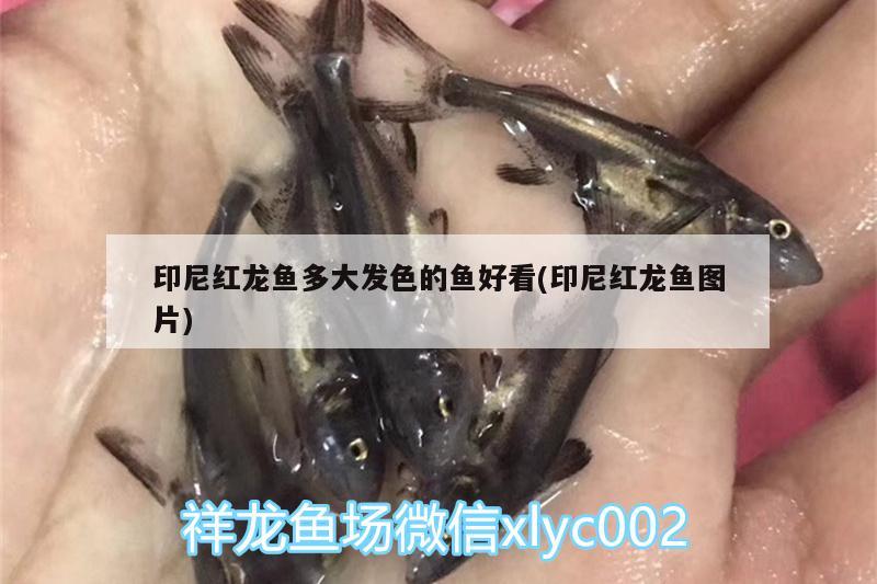 印尼红龙鱼多大发色的鱼好看(印尼红龙鱼图片) 印尼红龙鱼