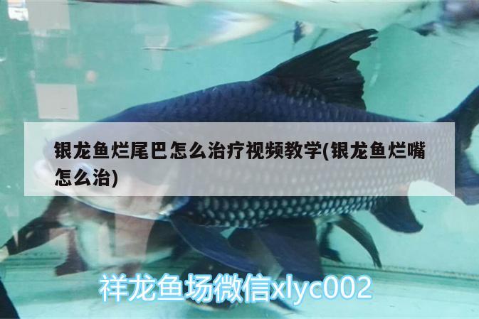 银龙鱼烂尾巴怎么治疗视频教学(银龙鱼烂嘴怎么治)