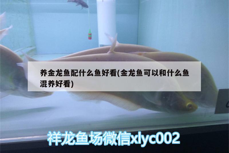 养金龙鱼配什么鱼好看(金龙鱼可以和什么鱼混养好看)