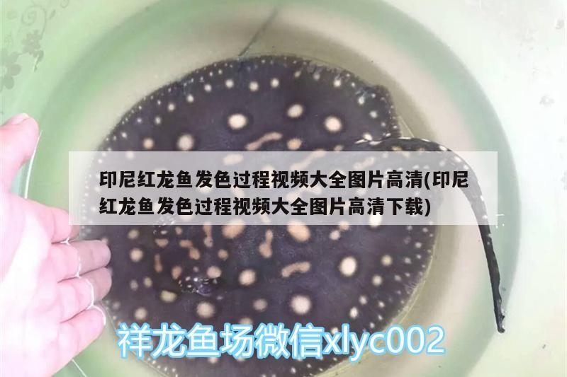 印尼红龙鱼发色过程视频大全图片高清(印尼红龙鱼发色过程视频大全图片高清下载)