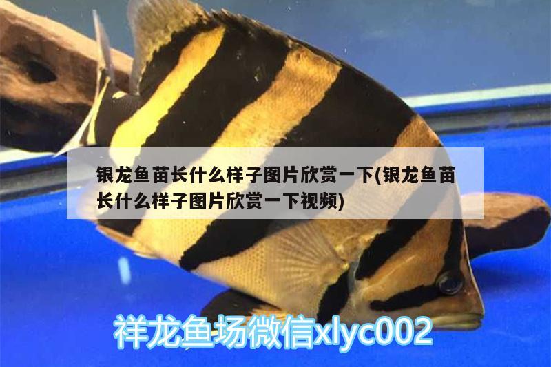 银龙鱼苗长什么样子图片欣赏一下(银龙鱼苗长什么样子图片欣赏一下视频)