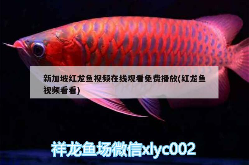 新加坡红龙鱼视频在线观看免费播放(红龙鱼视频看看) 红头利鱼