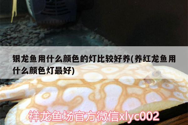 银龙鱼用什么颜色的灯比较好养(养红龙鱼用什么颜色灯最好) 银龙鱼