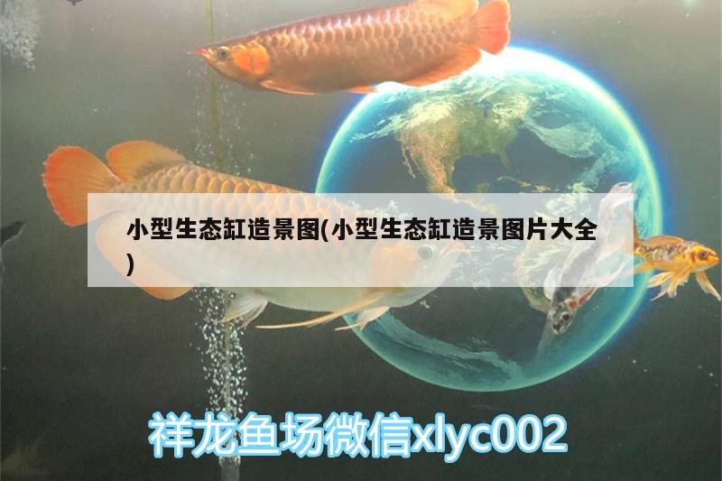 小型生态缸造景图(小型生态缸造景图片大全) 虎纹银版鱼