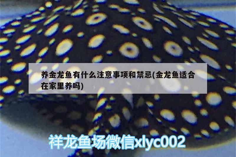 养金龙鱼有什么注意事项和禁忌(金龙鱼适合在家里养吗)