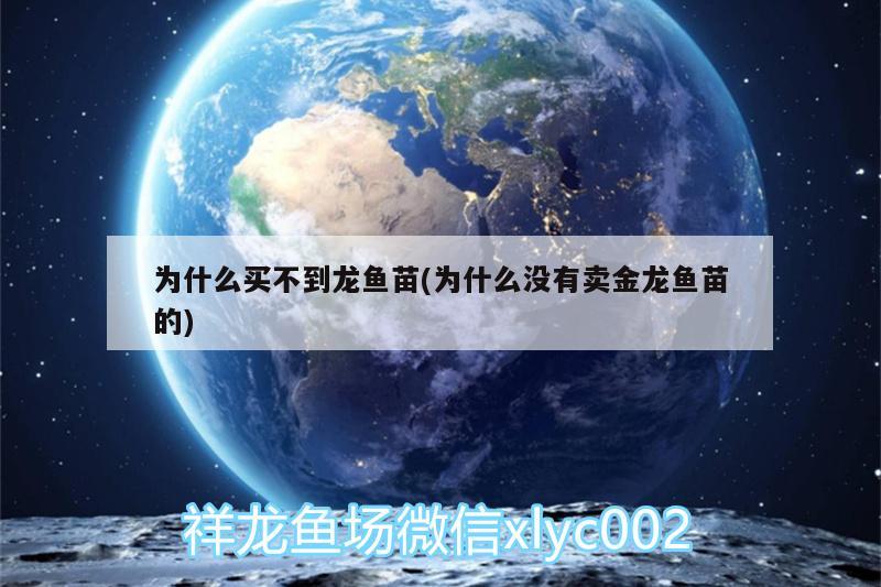 为什么买不到龙鱼苗(为什么没有卖金龙鱼苗的)