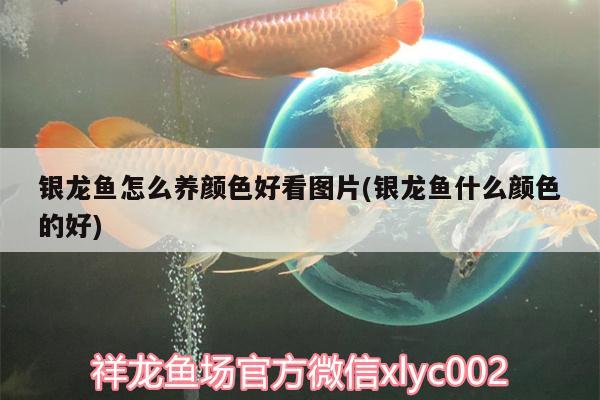 银龙鱼怎么养颜色好看图片(银龙鱼什么颜色的好) 银龙鱼 第3张