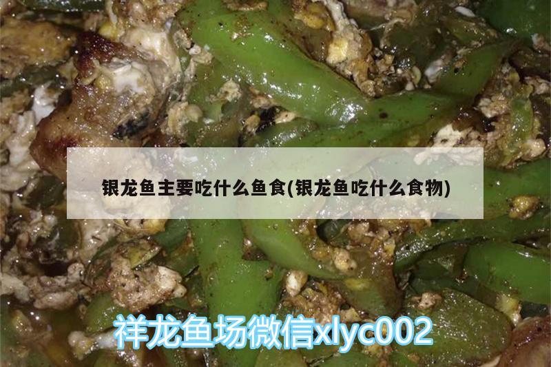 银龙鱼主要吃什么鱼食(银龙鱼吃什么食物) 银龙鱼