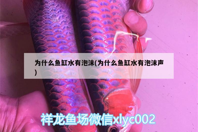 为什么鱼缸水有泡沫(为什么鱼缸水有泡沫声) 水草