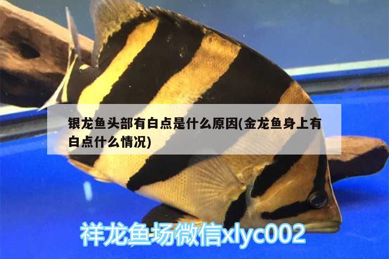 银龙鱼头部有白点是什么原因(金龙鱼身上有白点什么情况)