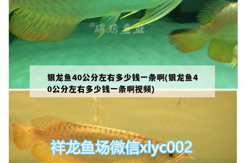 银龙鱼40公分左右多少钱一条啊(银龙鱼40公分左右多少钱一条啊视频)