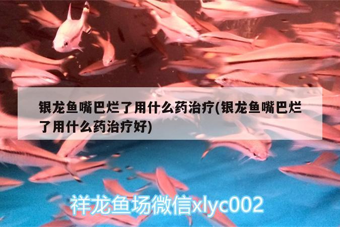 银龙鱼嘴巴烂了用什么药治疗(银龙鱼嘴巴烂了用什么药治疗好)