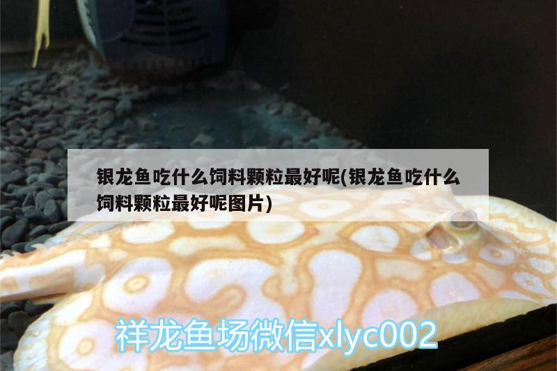 银龙鱼吃什么饲料颗粒最好呢(银龙鱼吃什么饲料颗粒最好呢图片) 银龙鱼