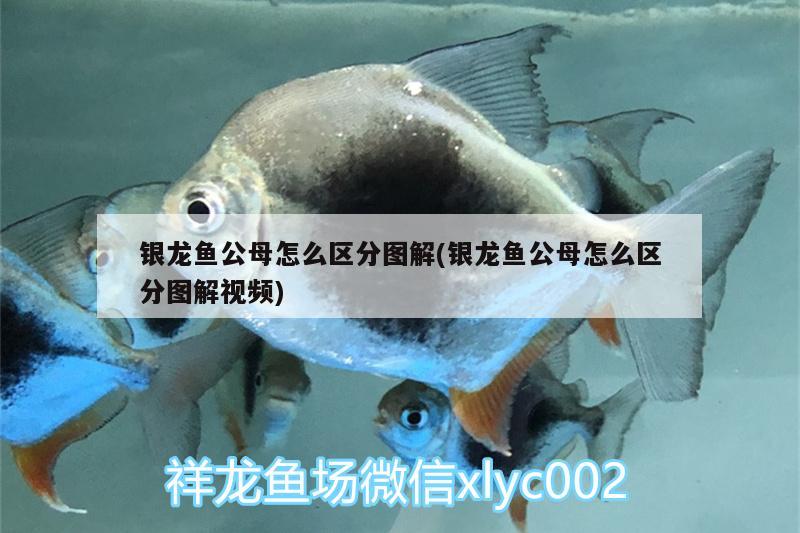 银龙鱼公母怎么区分图解(银龙鱼公母怎么区分图解视频)